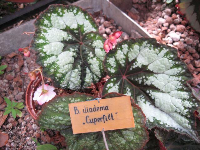 Begonia diadema "Cuperfilt"